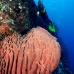 sponge_barrel_jg_v_0705_png0755.jpg